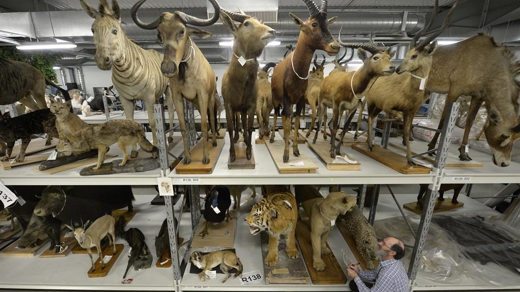 It's a jungle in there! Museum shows off collection of 5,000 stuffed