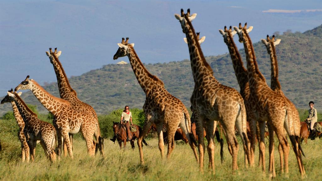 Tall order: Saddle up to get close to giraffes and other wildlife
