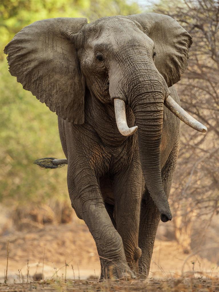 Animal conservation: Discover how anti-poaching controls are saving elephants in Zimbabwe PICTURE: NATURE PICTURE LIBRARY/ALAMY