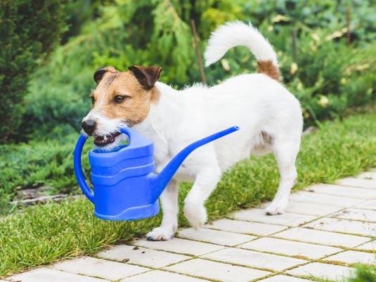 Look at that: Time to teach your dog new tricks PICTURE: SHUTTERSTOCK