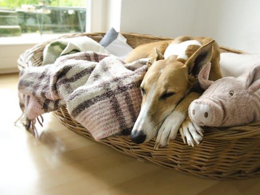 Down time: Make sure your dog has somewhere quiet and undisturbed to curl up in PICTURE: SHUTTERSTOCK