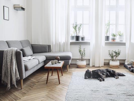 Relax: If you have space, try and designate some room to your pets so they have space to chill out PICTURE: SHUTTERSTOCK