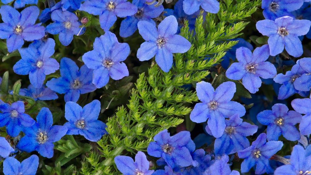 Home Garden Designer Will Williams Picks His Favourite Bedding Plants For An Instant Makeover Metro Newspaper Uk