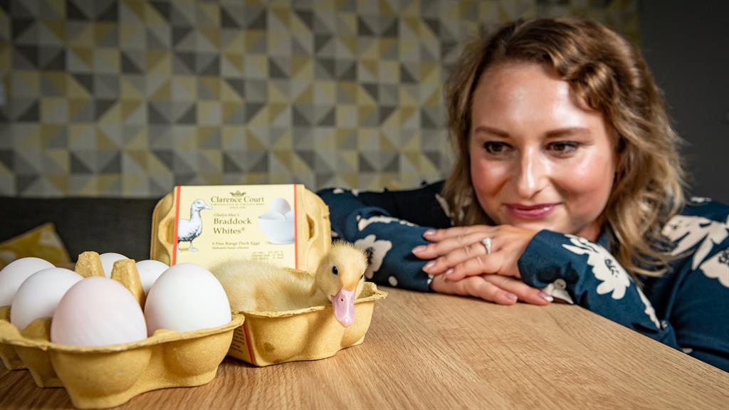 Egg-stra special delivery: Darwin hatched after Lauren put her box of supermarket eggs into an incubator