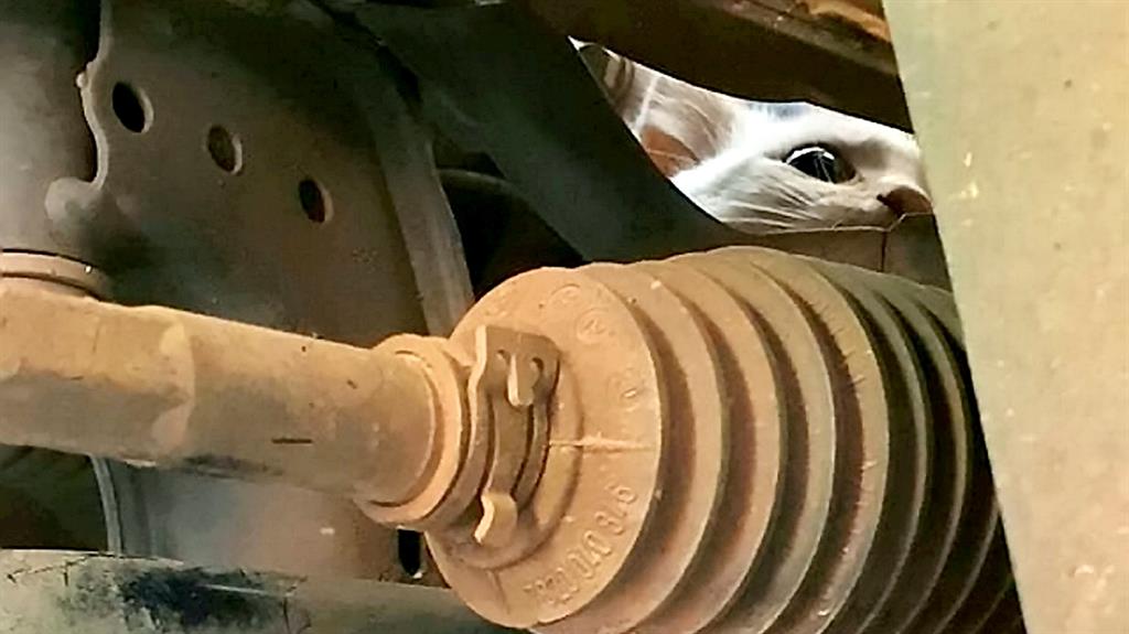 Cat travels for nearly 30 miles after getting stuck in car engine