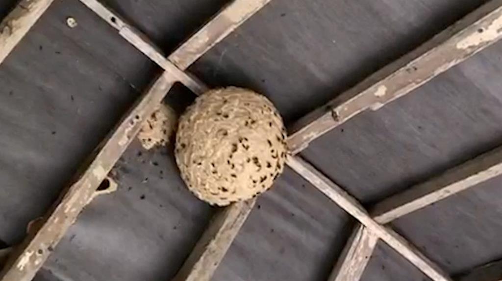 Buzz off: The huge wasp nest was found at a house in the Norfolk Broads PICTURES: SWNS