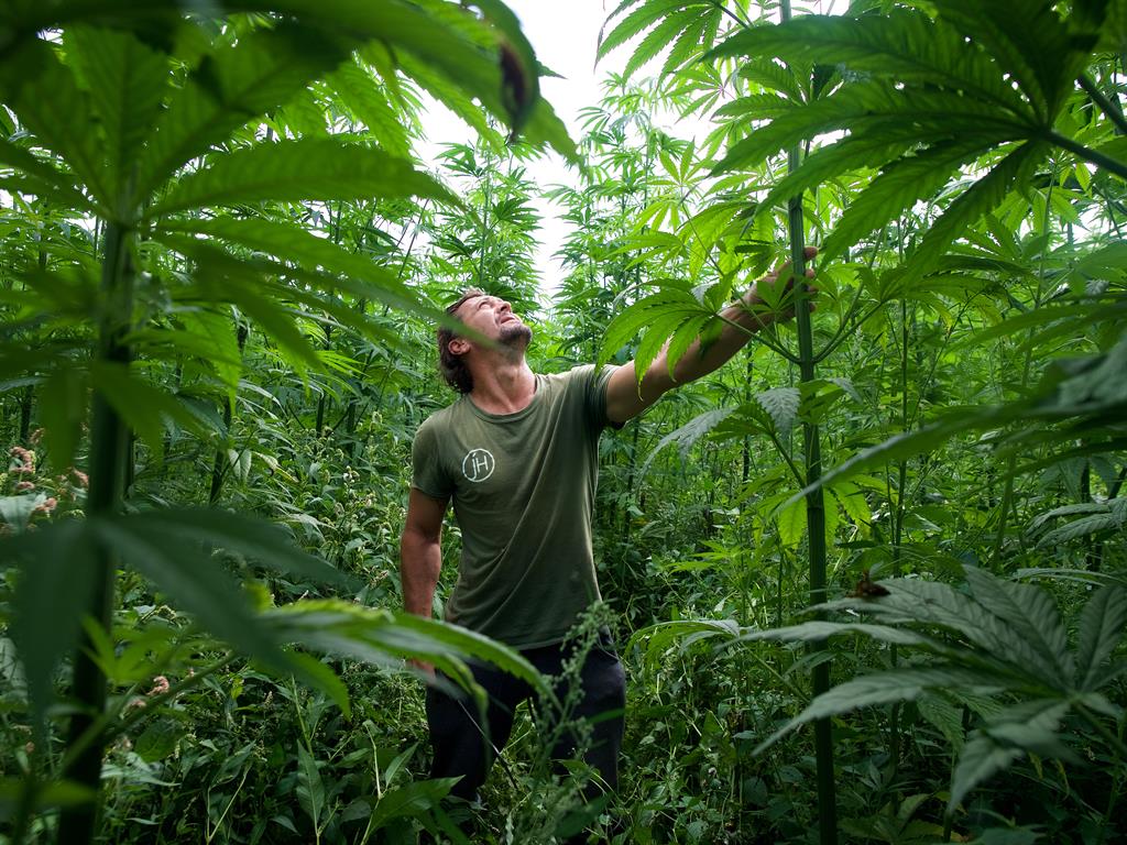 Clean and green: Dave Ryan, head of Jersey Hemp, is dwarfed by this year’s crop PICTURE: SWNS
