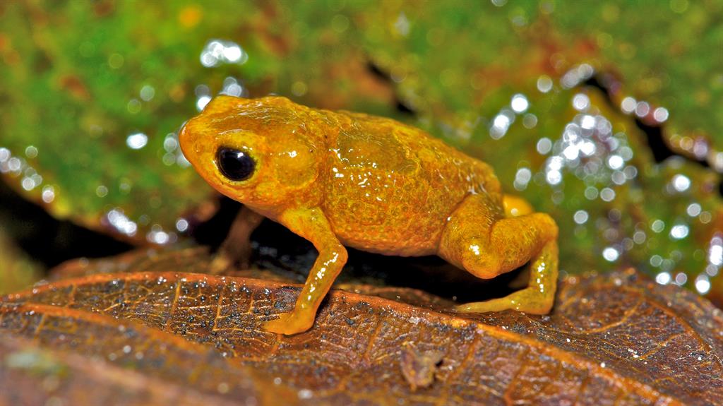 The fingernail-sized pumpkin toadlet is only found in Brazil’s Atlantic rainforest, and could lose almost all its remaining habitat to agricultural expansion PICTURE: PEDRO BERNARDO/SHUTTERSTOCK