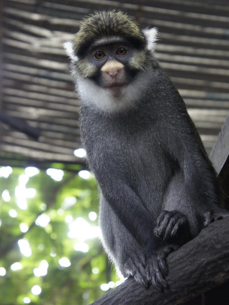 Sclater’s guenon: this monkey in Nigeria could lose up to 99 per cent of its remaining habitat to agriculture PICTURE: LAETITIAC, CC BY-SA