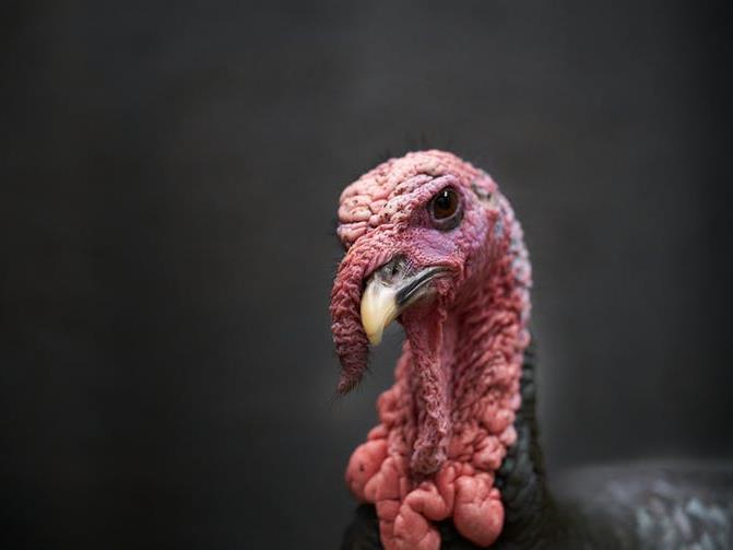 Light or dark? Myoglobin is what gives turkey thighs their dark colour PICTURE: SHUTTERSTOCK
