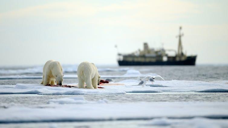 Company: The Arctic isn’t as isolated and ice-bound as it once was PICTURE: ONDREJ PROSICKY/SHUTTERSTOCK