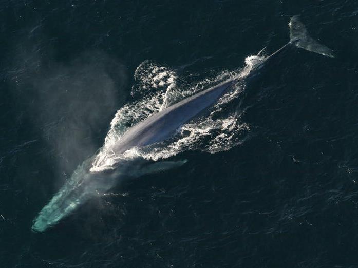 Blue whales: Thought to be the largest animals to ever exist PICTURE: ANIM FLICKR/ NOAA PHOTO LIBRARY