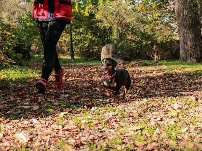 New friend: Your dog may also make a good exercise buddy PICTURE: SHUTTERSTOCK