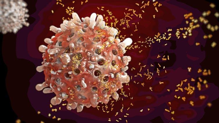 Combative: B cells, once trained to identify a threat, create antibodies specific to that threat that help destroy it PICTURE: CHRISTOPH BURGSTEDT/SHUTTERSTOCK